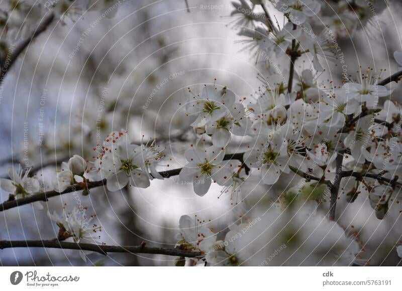 Spring: a sloe hedge full of flowers. Blossom Sloe blossom Sloe hedge White white flowers heyday come into bloom delicate blossoms Spring day Nature blurriness