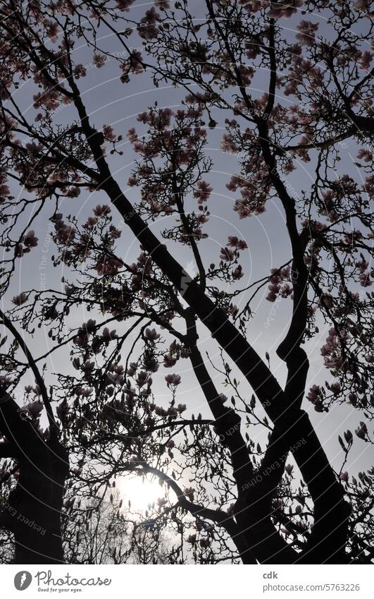 Magnolia tree full of blossoms in the evening light. magnolias Magnolia plants Magnolia blossom Blossom Spring Nature Pink Tree Plant Spring fever soft pink