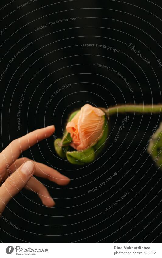 hand touching pink poppy flower bud on black background vertical. Premium floristics poster. peach fuzz peach color peach pink tender blossom floral macro Pink