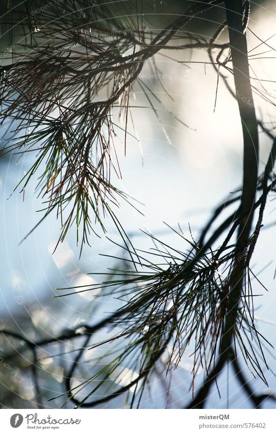 French Style XXXVIII Art Esthetic Contentment Coniferous trees Coniferous forest Twig Twigs and branches Macro (Extreme close-up) Heaven Sunbeam Perspective