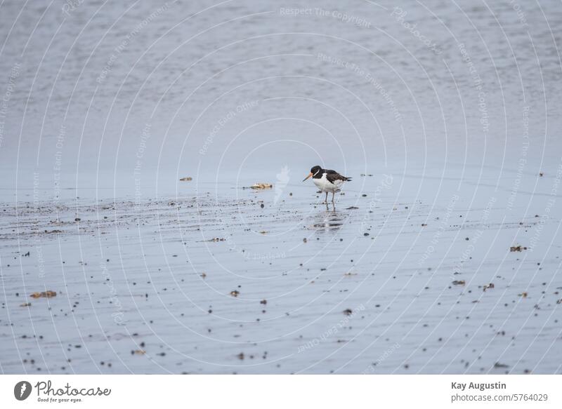 Oystercatcher Mud flats watt Bird's-eye view National Park Sylt landscape Wadden Sea National Park North Sea North Sea Islands bird sanctuary Sylt island Nature