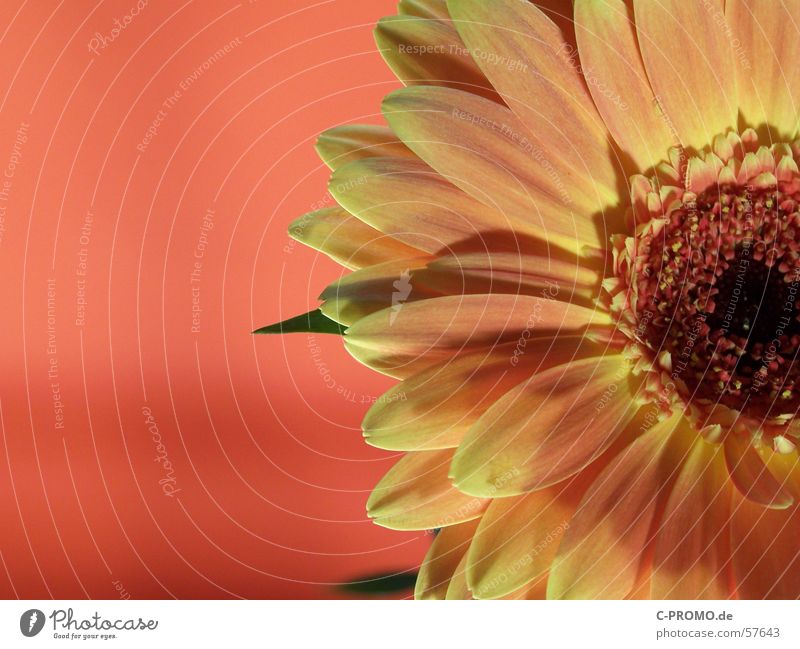 Sun Desire Gerbera Flower Blossom Light Red Yellow Physics Spring Ornamental plant Macro (Extreme close-up) Jump Nature Close-up Joy Orange Warmth Fragrance