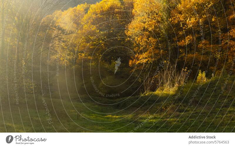 Enchanting autumn forest with mist and golden sunrise light enchanting dawn lush foliage nature landscape trees woodland serene morning outdoor seasonal fall