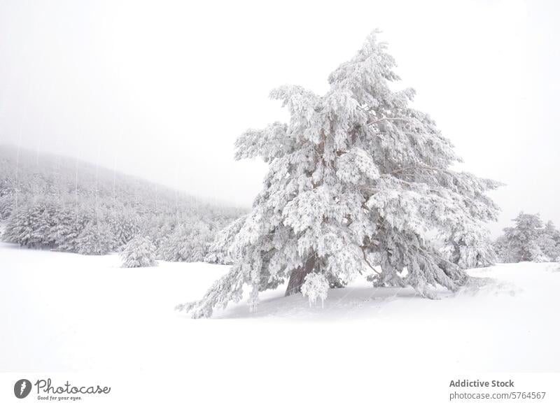 Snow-covered Aleppo pines in Guadarrama National Park winter landscape snow aleppo pine forest tranquil serene white frosty trees guadarrama national park