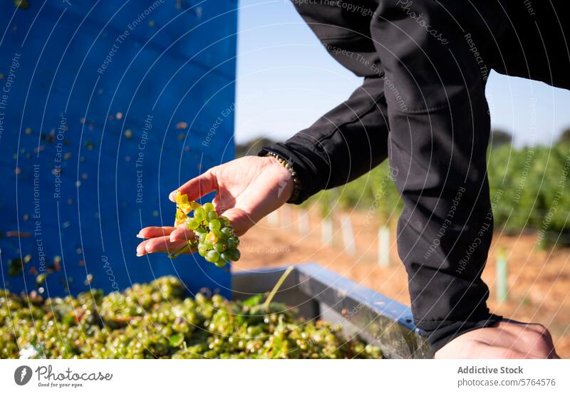 First Harvest of White Grapes in Villarrobledo, Spain grape harvest villarrobledo spain white grape muscat wine vineyard agriculture farming viticulture bunch