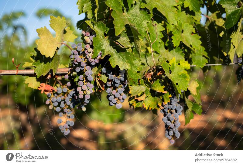 First Seasonal Harvest of White and Muscat Grapes in Spain grape cluster vine white grape muscat grape harvest first harvest seasonal vineyard villarrobledo