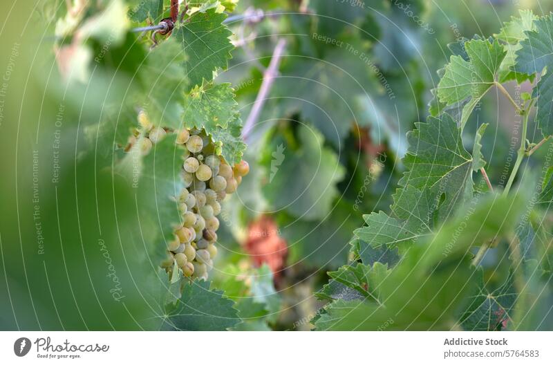 First harvest of white and muscat grapes in Villarrobledo vineyard first season villarrobledo albacete spain ripe wine production viticulture agriculture bunch