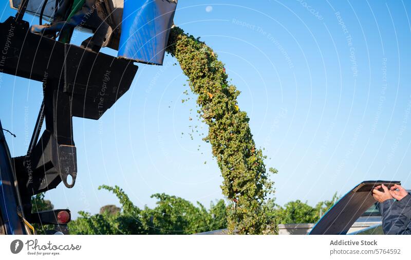 First harvest of white grapes in Villarrobledo, Spain vineyard agriculture machine unloading villarrobledo albacete spain wine muscat young white industry