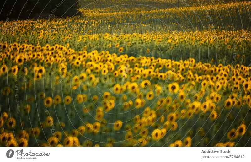 Sunset glow over sunflower fields in Guadalajara, Spain guadalajara spain sunset serene nature landscape rural agriculture farming flora golden hour crop summer