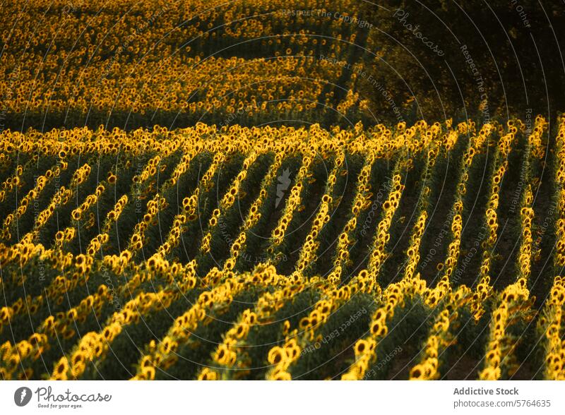 Sunflower fields at dusk in Guadalajara, Spain sunflower guadalajara spain blooming golden light serene nature agriculture rural farm landscape flora plant