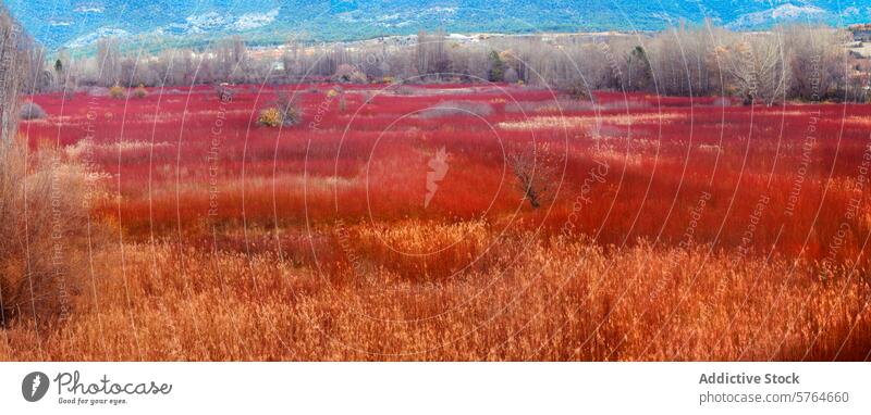 Vibrant wicker fields and poplar trees in Canamares, Spain landscape cuenca spain cultivation natural beauty agricultural rural panoramic view red saturated