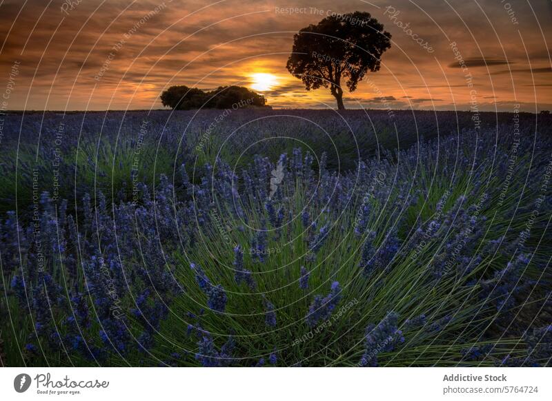 Sunset over Lavender Field with Solitary Tree sunset lavender field tree sky tranquil warm light vibrant landscape solitude agriculture cultivation rural purple