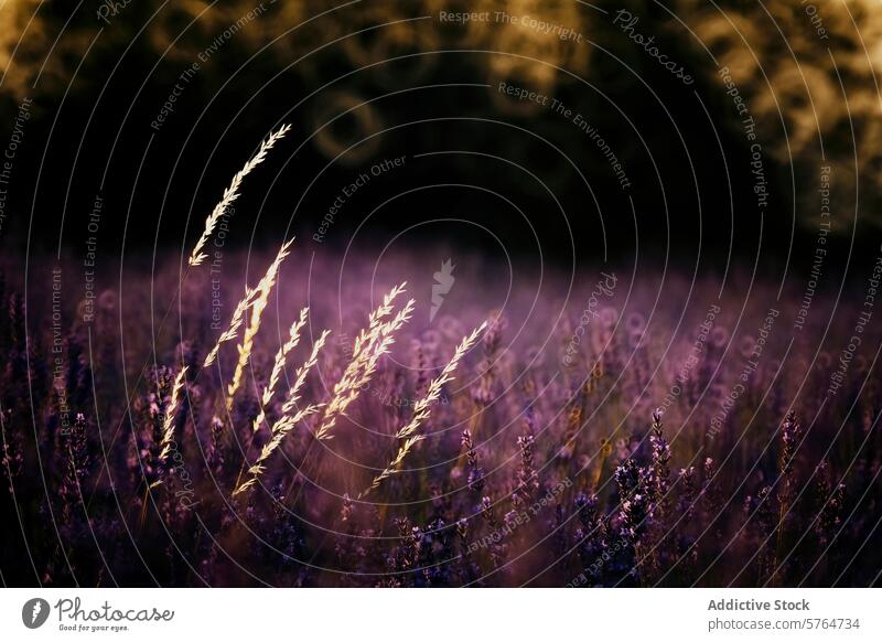 Purple Lavender Field Illuminated at Twilight lavender field twilight serene purple soft light delicate flowers bokeh background calm tranquil flora nature