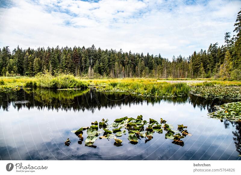 The lake rests still leaves Park North America Leaf Green Aquatic plant Water Plant flowers Nature Water lily Lake Stanley Park Canada Vancouver