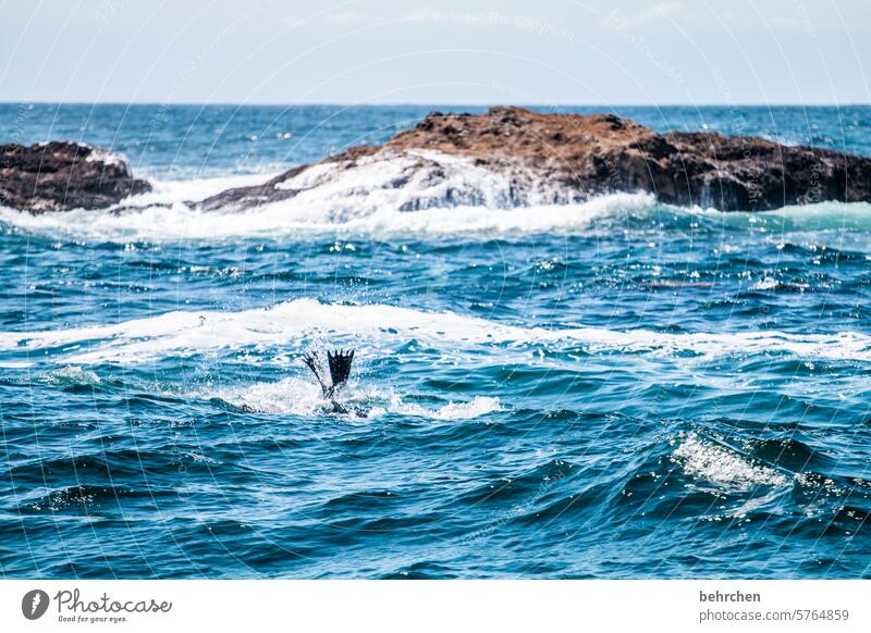 give fin comrade Sky Rock Wild Water Ocean Impressive especially Nature British Columbia North America Canada Freedom Adventure Colour photo Vancouver Island