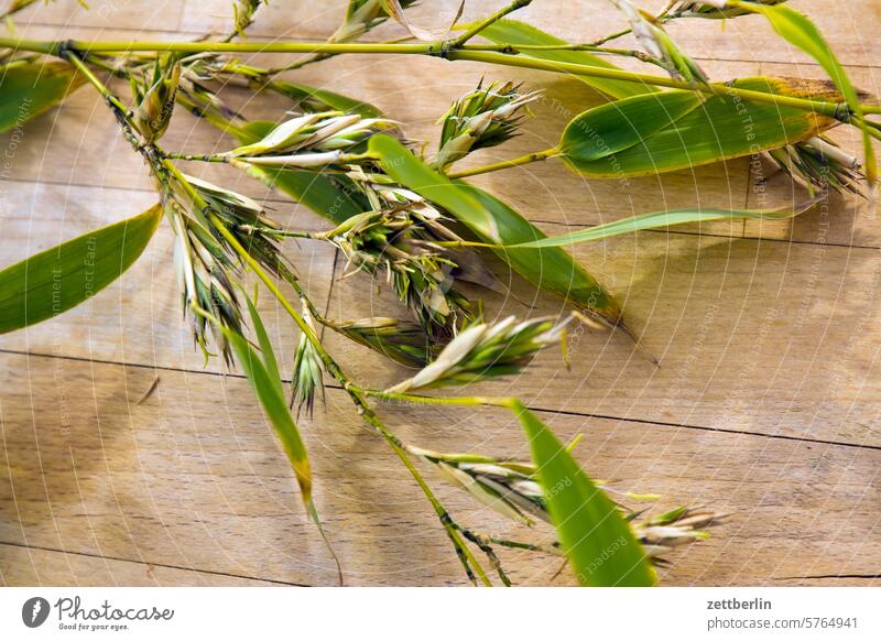 Flowering bamboo Branch Tree blossom Blossom awakening holidays spring Spring spring awakening Garden bud Deserted neighbourhood Nature Plant tranquillity