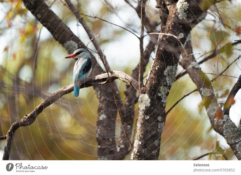 kingfisher Bird Nature South Africa Kingfisher Animal Exterior shot Wild animal Environment Beak naturally Day Colour photo Small Deserted