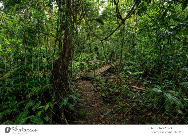 Lush rainforest path with wooden bridge in Costa Rica costa rica tropical greenery lush foliage stream dense unspoiled natural environment tranquil footbridge