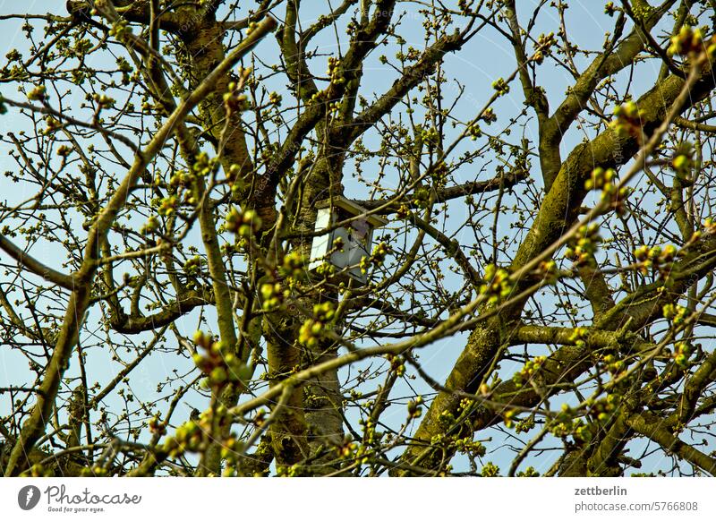 Birdhouse in a cherry tree Branch Tree blossom Blossom Relaxation awakening holidays spring Spring spring awakening Garden Sky allotment Garden allotments bud