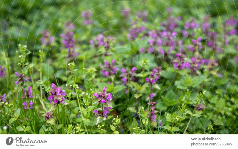 Purple nettles in the meadow Nettle Dead-nettle purple Blossom Nature Flower Plant Violet Close-up Spring Green Blossoming Garden naturally Summer herbs Meadow