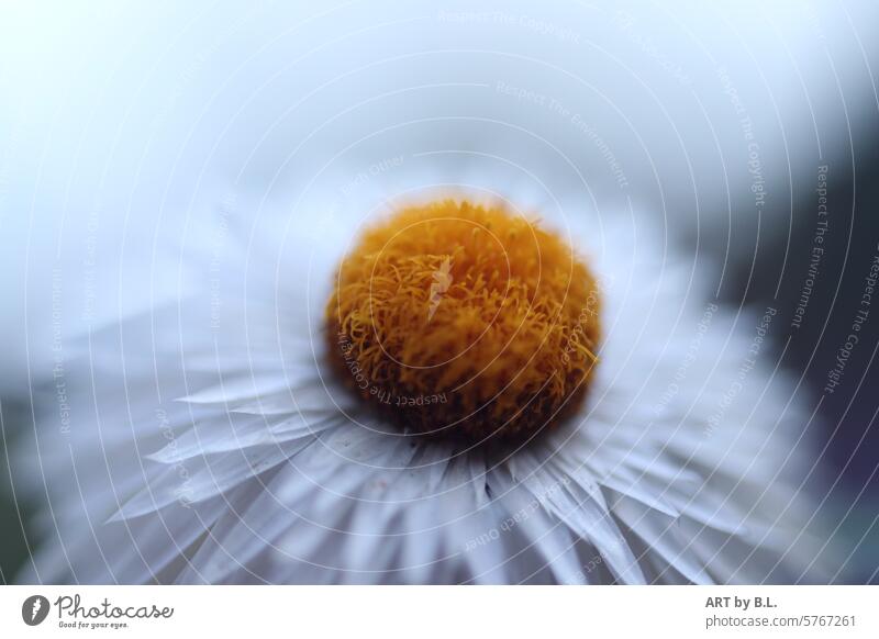 Strawflower blossom Flower Blossom Paper Daisy Close-up flowery flora floral