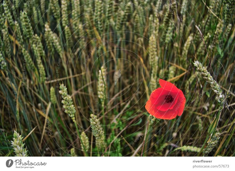 dashes of colour Poppy Cornfield Summer Moody Red Flower Field Loneliness Blossom Nature Landscape