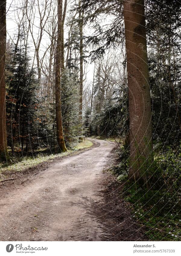 Forest and woodland path between trees forest path Forest road off Forestry Nature To go for a walk Relaxation Footpath Lanes & trails Hiking Promenade