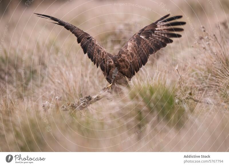 Majestic buzzard prepares for flight in natural habitat buteo buteo bird wingspan bird of prey takeoff wildlife nature feather grassland raptor environment