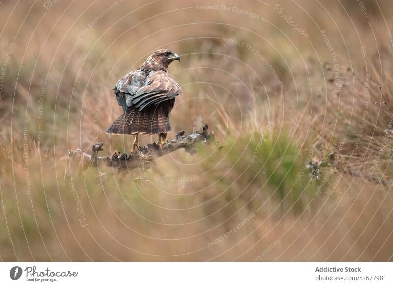 Buzzard perched in its natural habitat buzzard buteo buteo bird raptor branch nature wildlife feathers beak eyes predator brown wing plumage tall grass avian