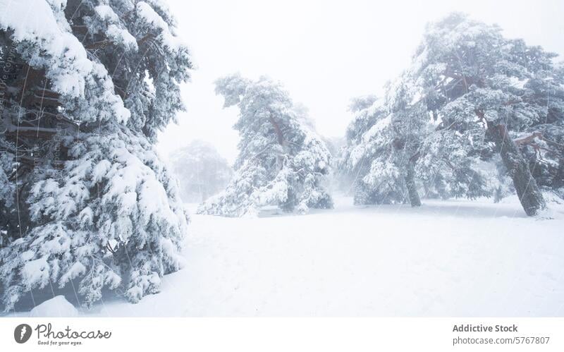 Snow-covered Aleppo Pines in Guadarrama National Park snow aleppo pine guadarrama national park winter landscape tranquil quiet blanket trees snowfall white