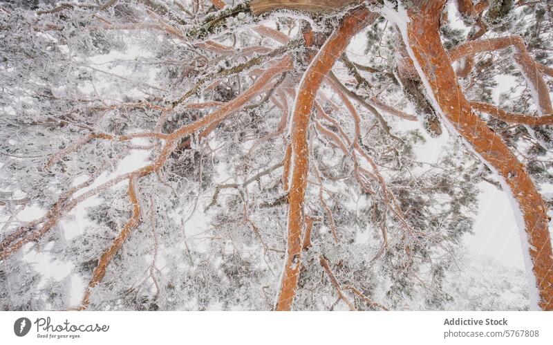 Snowy Aleppo Pines in Guadarrama National Park snow aleppo pine guadarrama national park winter tree branch close-up intimate landscape nature cold forest