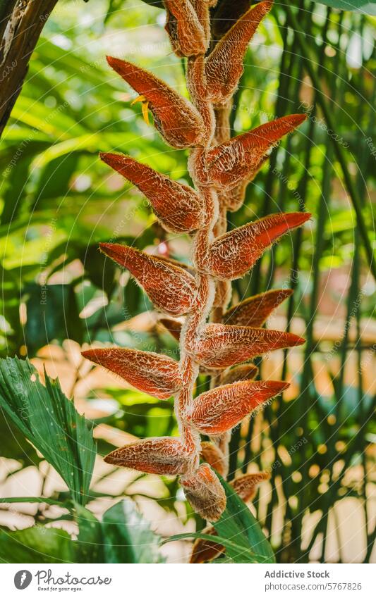 Exotic heliconia plant in Costa Rican jungle costa rica tropical fuzzy bract exotic flora close-up greenery vibrant botanical natural wildlife lush foliage