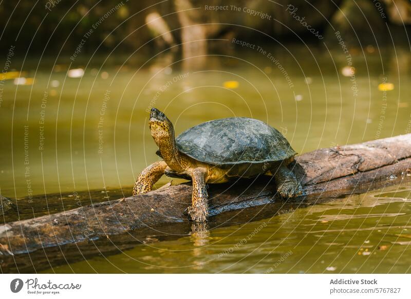 Black River Turtle resting on a log in Costa Rica black river turtle central american river turtle dermatemys mawii basking water costa rica reptile wildlife