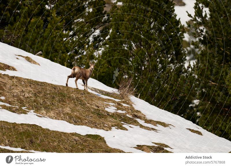 Mountain Goat Stands on Snowy Slope at Ordesa National Park mountain goat wildlife snowy slope ordesa torla huesca spain national park pyrenees pine trees