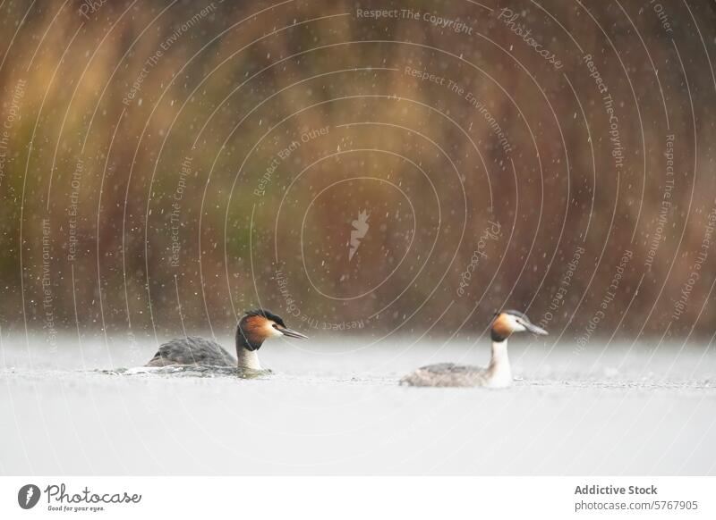 Graceful grebes swimming in rain-kissed waters great crested grebe bird aquatics lake nature wildlife waterfowl elegance graceful fauna outdoor calm peaceful