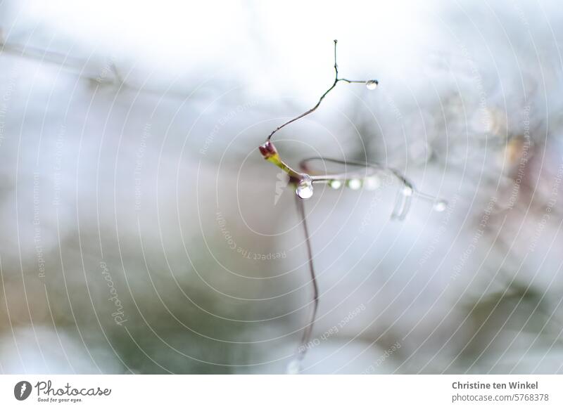 Delicate bud and raindrops Twig Spring Plant Nature Growth Fresh Close-up Detail Shallow depth of field blurriness Japanese fan maple naturally