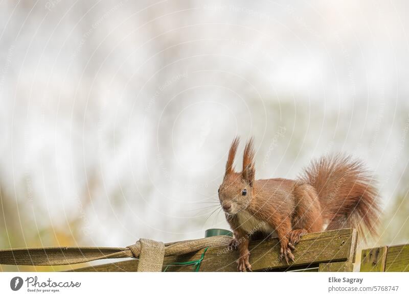 Squirrel noticed on a wooden fence squirrel food Exterior shot Nature Cute Pelt Tree sciurus vulgaris Mammal Animal portrait Rodent Ear Animal face Colour photo