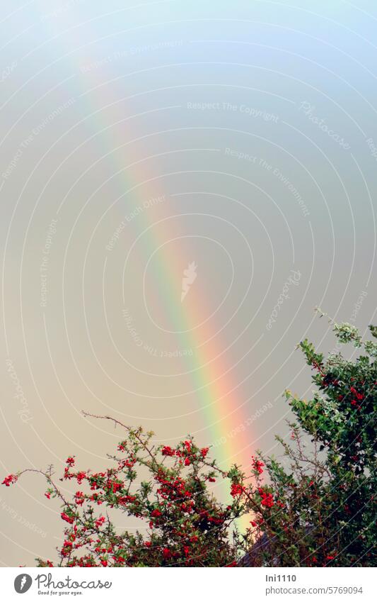 Rain is followed by sunshine Garden October natural spectacle Sky grey sky weather capers Rainbow partial view Prismatic colors Tree branches Bushes