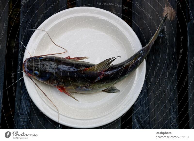 Freshly Caught Catfish on a Ceramic Plate on an old Wooden Boardwalk catfish barbels fins wet dorsal fin adipose fin slime slimy food tail fish tail eyes river