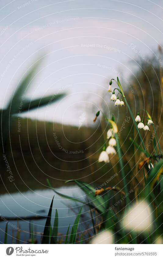 Frühblüher am See Märzenbecher Pflanze Blume weiß grün blau Waldspektakel Waldbaden Entspannung Spaziergang Waldspaziergang Blüte Tiefenunschärfe märchenhaft