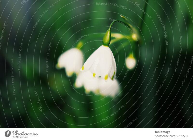 Märzenbecher Frühling Maiglöckchen Frühblüher Blume Blüte weiß April Natur grün Detailaufnahme