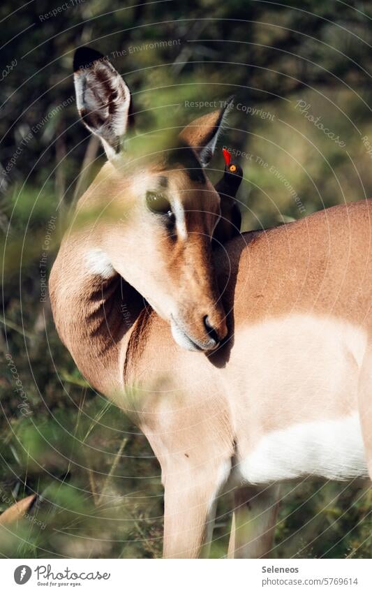 I'll tell you a secret impala oxpecker Oxpecker Wild animal Safari South Africa Animal Exterior shot Nature Colour photo Vacation & Travel Animal portrait