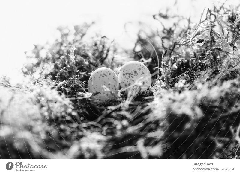 Abandoned. Bird's nest Blue tit (Cyanistes caeruleus) eggs. Black and white photo forsake sb./sth. bird's nest Tit mouse Nest Blue tit eggs Nature