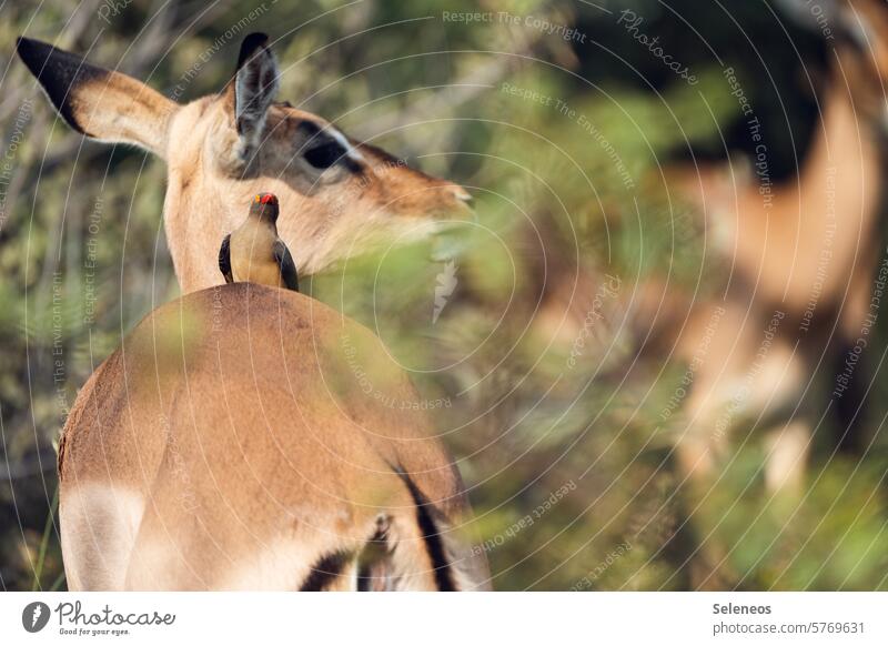 lift Safari impala oxpecker Oxpecker Ornithology Animal Nature Exterior shot Symbiosis Colour photo Wild animal Animal portrait Environment Bird Deserted