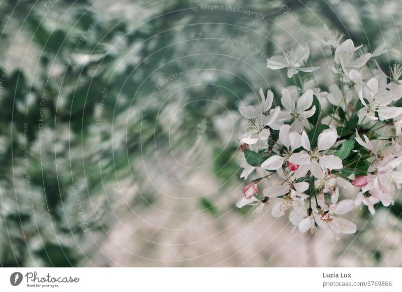 tree blossom White Spring fever blossoms Seasons Blossom Tree Blossoming Delicate Graceful Fresh Branch Twig Bud come into bloom delicate blossoms Spring day