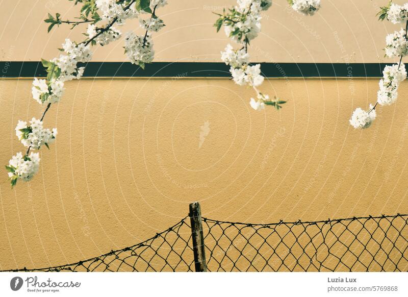 Flowering branches over wire mesh fence heyday Wire netting fence Garden fence natural light daylight delicate blossoms spring awakening romantic Spring day