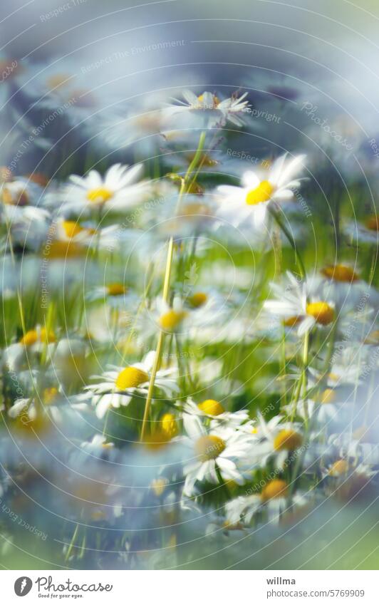 Marguerite dreams Flower meadow Meadow flowers Summerflower summer meadow meadow flowers marguerites daisy meadow wild flowers medicinal plant Wild plant