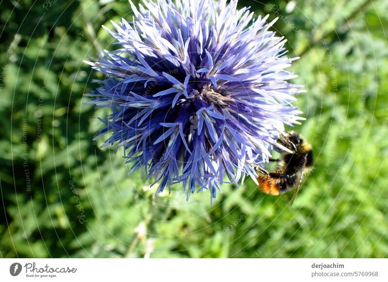 A bee visit to a beautiful globe thistle surrounded by greenery. Deserted Colour photo Summer Insect Thorny Exterior shot Flower Neutral Background Blossom