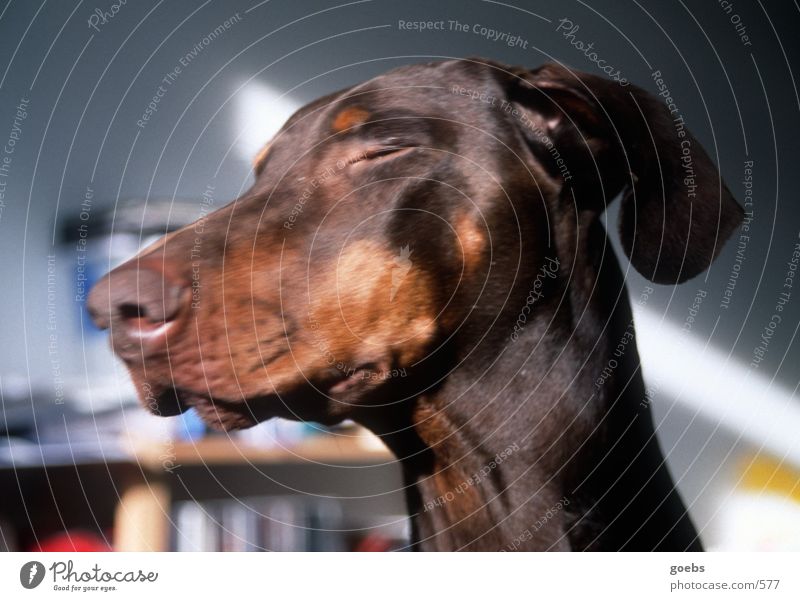 Sunbathing Doberman Dog