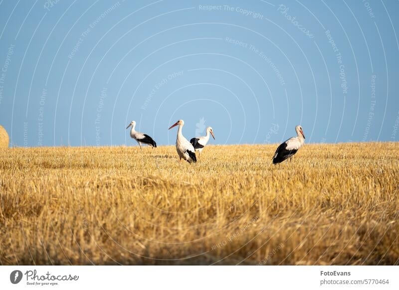 Storks  on a stubble field horizon white stork hay nature day vertebrates straw swarm animal agriculture rattle stork a lot bird outdoors Ciconia ciconia